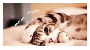 MEOW MEOW CATS