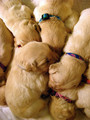 Puppies     - dogs photo