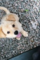 Puppy           - dogs photo