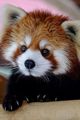Red Panda   - animals photo