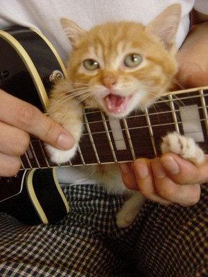  cat 吉他