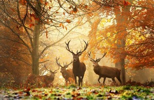  deer forest