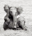 Baby Elephants  - animals photo