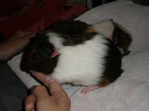  Baby Guinea Pig mga litrato