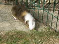Baby Guinea Pig Photos - guinea-pigs photo