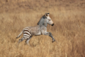 Baby Zebra  - animals photo