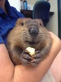 Baby beaver - animals photo