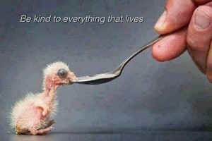  Be Kind to Everything that Lives