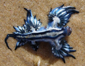 Blue Sea Slug - animals photo