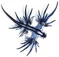 Blue Sea Slug - animals photo