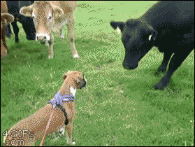  Dog and Cows