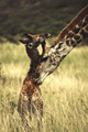 Giraffes     - animals photo