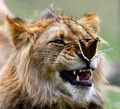 Lion and Butterfly  - animals photo