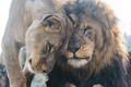 Lions              - animals photo