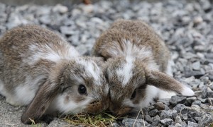  Lop Eared Rabbits