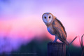 Owl                 - animals photo