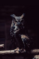 Owl              - animals photo
