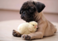 Pug and Chick - dogs photo