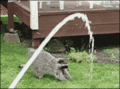 Raccoon  - random photo