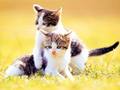 TWO KITTENS - kittens wallpaper