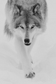 Wolf        - animals photo