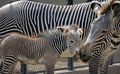 Zebras - animals photo