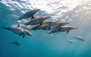  dolphins