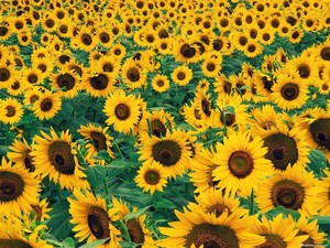  sunflowers garden