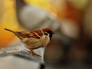  Sparrow
