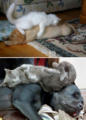 Cat Sleeping on a Dog - random photo