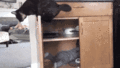 Cat closes cabinet door on baby 3 - random fan art