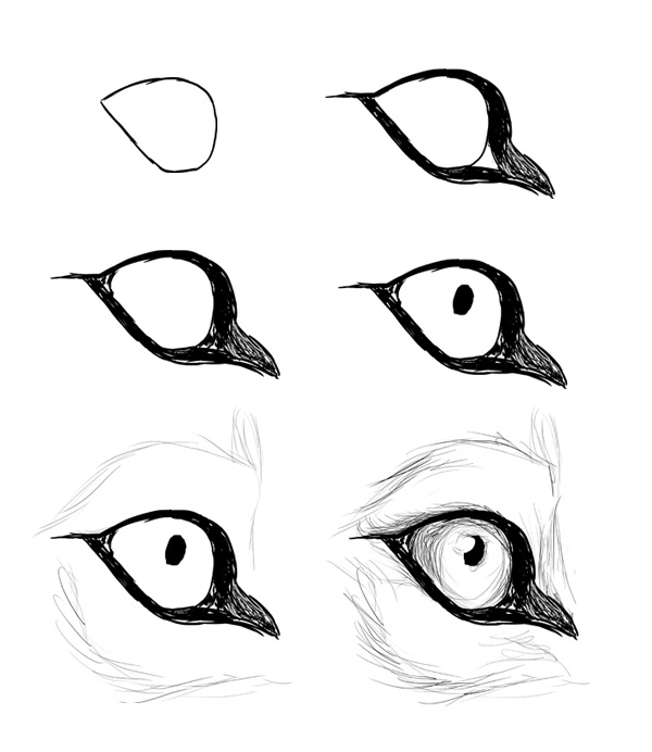 Instructions to drawing wolf eye - Lunalparamor Photo (38519265) - Fanpop
