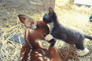 Kitten and Fawn 
