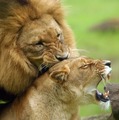 Lion and Lioness - lions photo