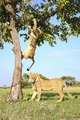 Lions               - animals photo