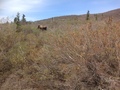 Moose - animals photo