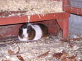 My pig, Snoopy - guinea-pigs photo