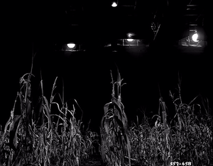 Old Yeller Set - The Corn Field