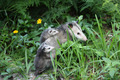 Opossums - animals photo