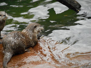  Otters @ ロンドン Zoo, UK