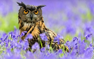 Owl              