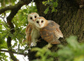 Owls                - animals photo