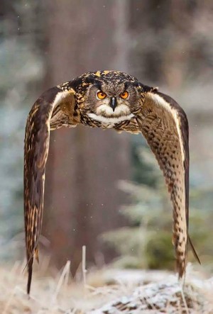  Owls in flight