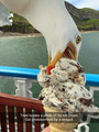 Seagull      - random photo