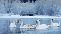 Swans         - animals photo