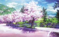 anime - cherry blossoms wallpaper