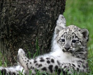  cute snow leopard cub