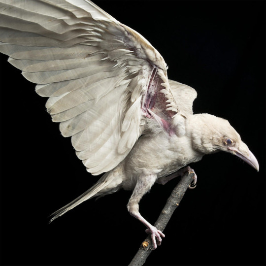 Albino Crow - Animals Photo (38695488) - Fanpop