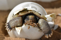 Baby Turtle  - animals photo
