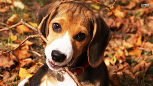 anjing pemburu, beagle